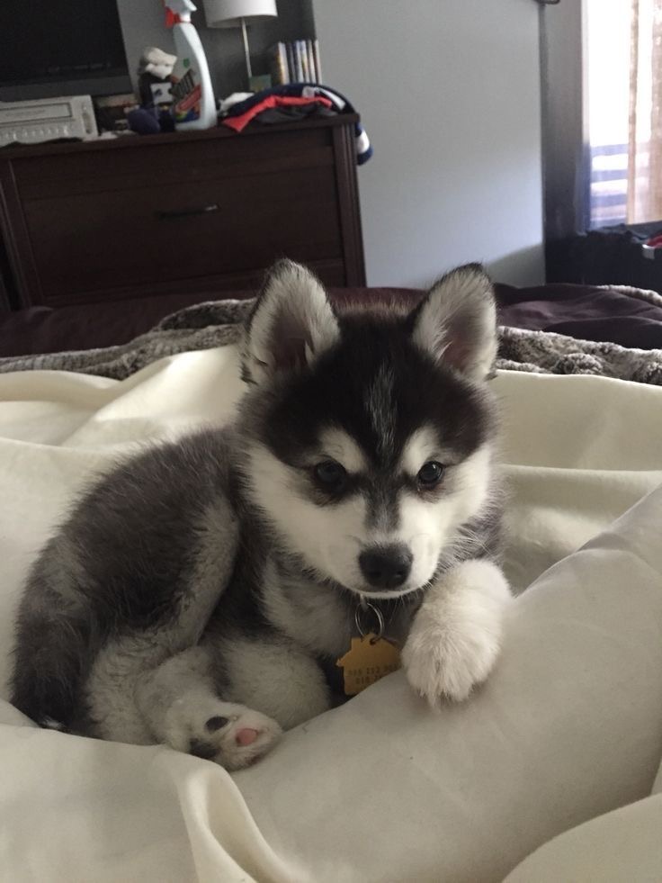 Husky